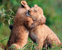 Huging Big Cats Baby