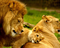 Royal Family Lions