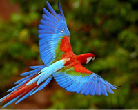Beautiful Blue Bird Flying In The Wild