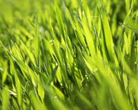 Plants Grass Plants