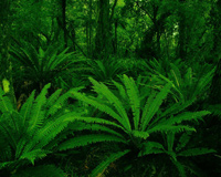 Plants Green Leaf Forest