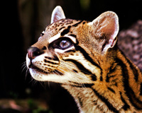 Beautiful Big Cat Ocelot