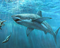 Sea Water Shark