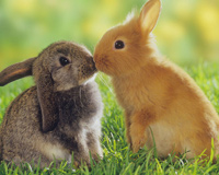 Cute Rabbits On Grass