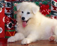 Xmas dog 01