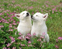 funny animal 05
