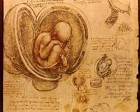 Leonardo da Vinci Embriyo