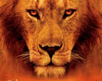 African Cats