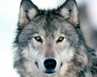 Wild Killer Wolf Dog