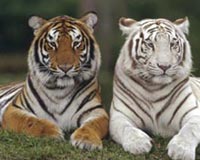 Tigers And Their Colors