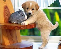 Bunny amp šuniukas