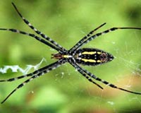 Spider And Cobweb