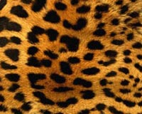 Leopard Pattern 01