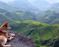 Mountain Landscape And Dog