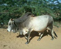 Zebu Traditional Cow