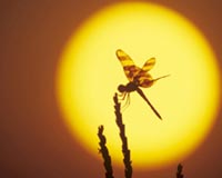 Insect In Sunset