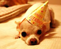 Cute Happy Birthay Dog