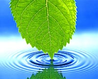 leaf touching water