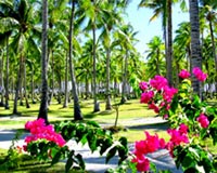 garden beautiful