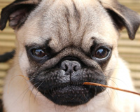 Dog Mustache
