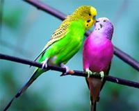 color birds