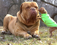 80 kg Dog with Small Friend