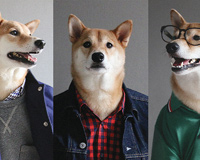 How To Dress Like A Boss Dog